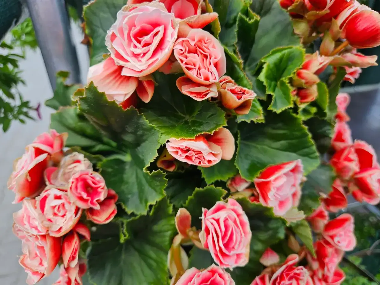 Piękna begonia doniczkowa, jak pielęgnować by kwitła obficie? Różowo-czerwone kwiaty i soczyste liście.