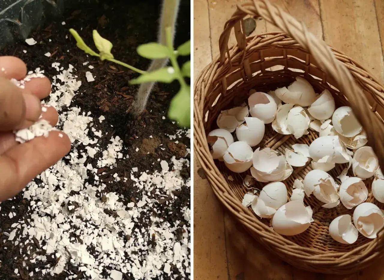Rozdrobnione skorupki jajek jako naturalny nawóz pod młode rośliny. W koszyku zebrano skorupki do dalszego wykorzystania.
