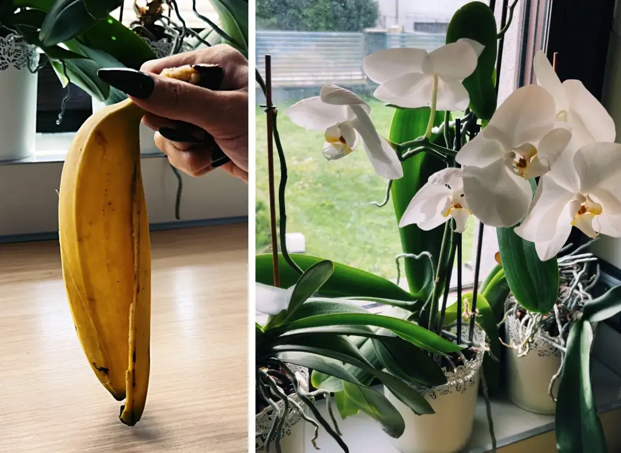 Domowy nawóz z banana dla pięknych storczyków. Skórka banana dostarcza cennych składników odżywczych.