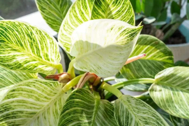 Philodendron Birkin z białymi prążkami na zielonych liściach, tworzącymi unikalny wzór.