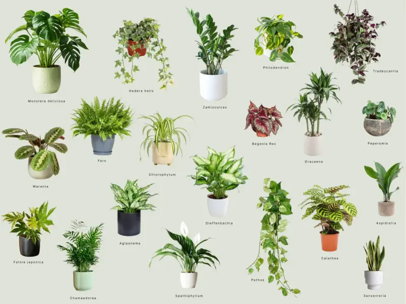 Kolekcja małych kwiatów doniczkowych: Monstera, paproć, kalatea i inne zielone piękności.